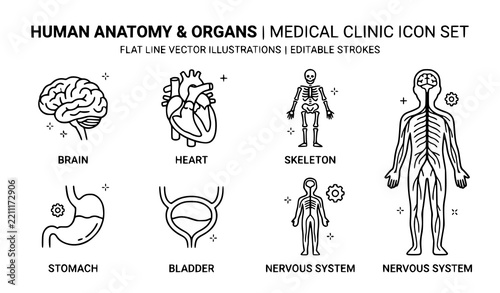 Human anatomy and organs medical clinic flat line icon set with brain heart skeleton stomach bladder and nervous system in editable stroke vector illustration