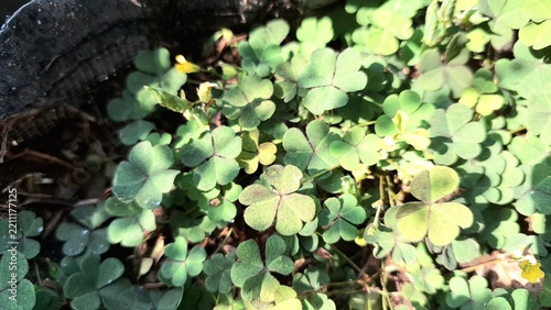 Wild creeping woodsorrel weed spreading clover like foliage over soil ground inside plantation plot