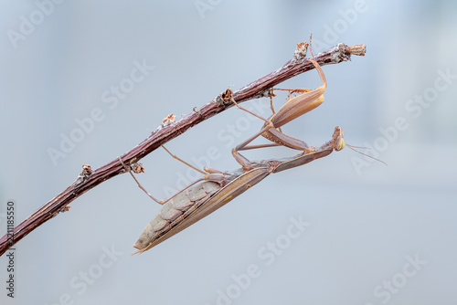 European praying mantis or Saint Teresa hanging from a branch.