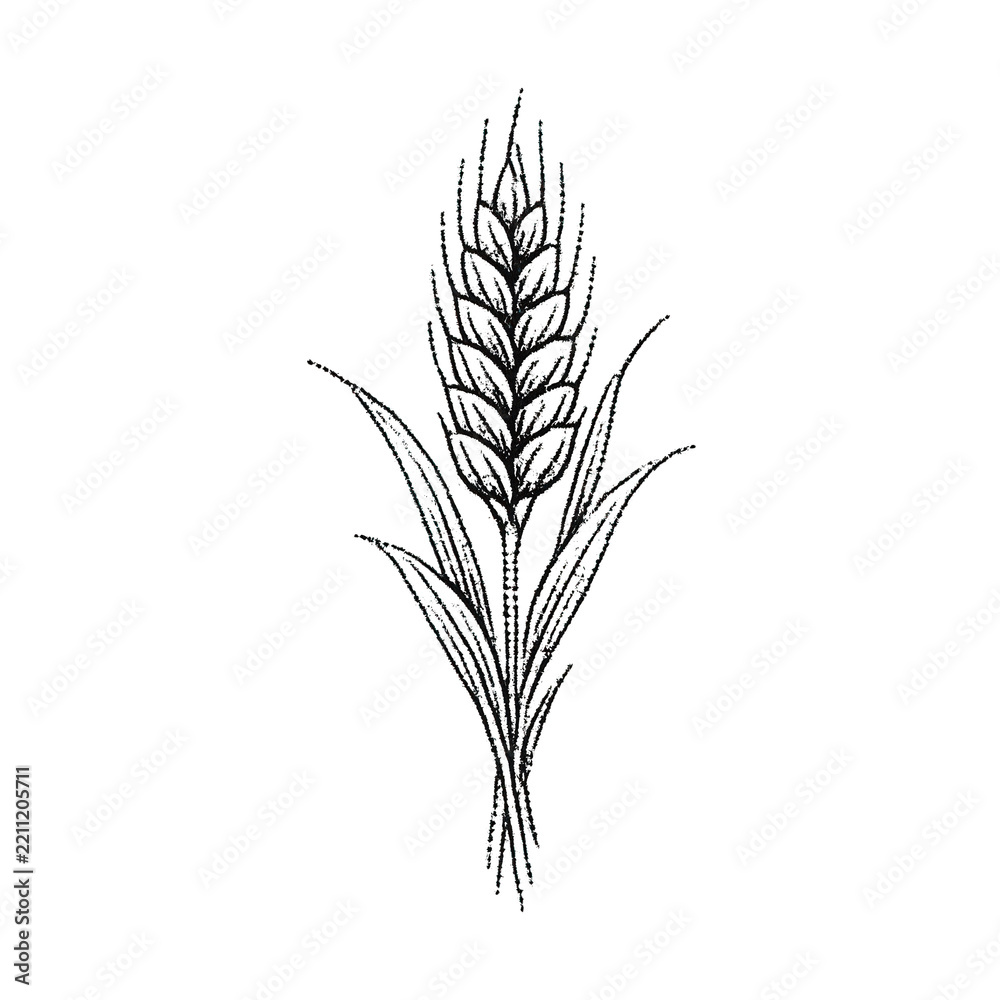 Obraz premium Illustration of a wheat stalk, PNG with transparent background.