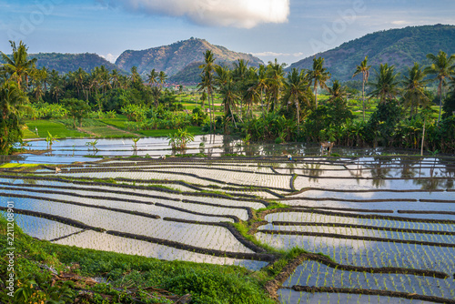 Rice terraces on Bali island