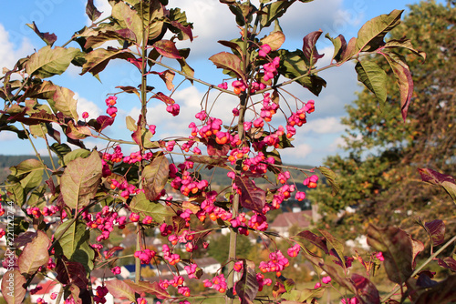 Euonymus europaeus spindle tree displaying vibrant pink autumn fruits