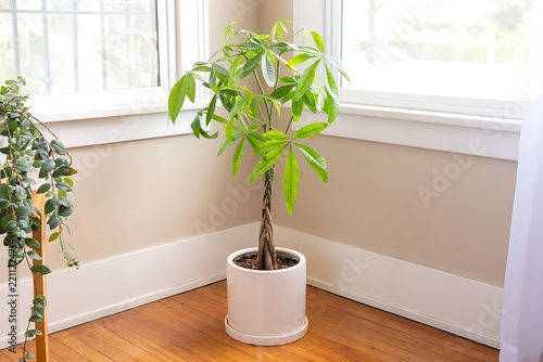 plant in a vase