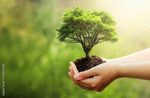 hands holding a plant