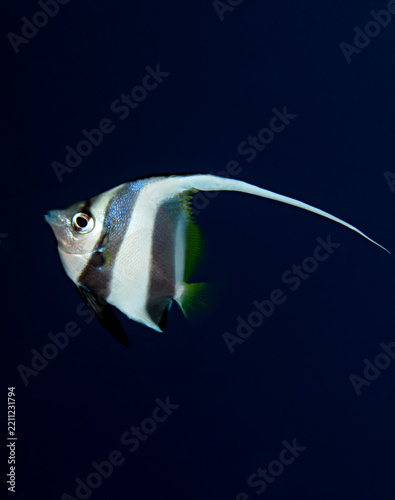 Schooling Bannerfish ( Heniochus diphreutes ). Taken in Red Sea, Egypt