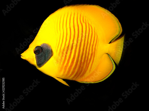 Masked butterflyfish ( Chaetodon semilarvatus). Taken in Sharm El Sheikh, Egypt.