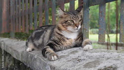 Tabby Cat Relaxing on a Stone Wall Outdoors.