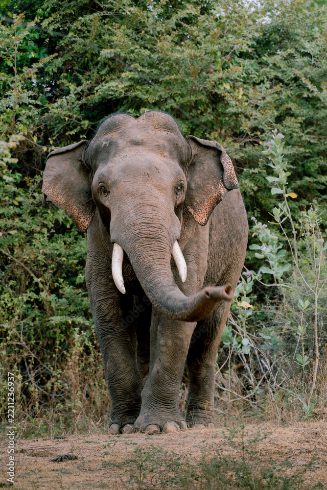 Fototapeta premium Asian Elephant Tusker Standing in the Wild Jungle Forest Safari, Sri Lanka