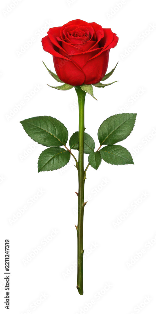 Fototapeta premium PNG Elegant red rose on stem.