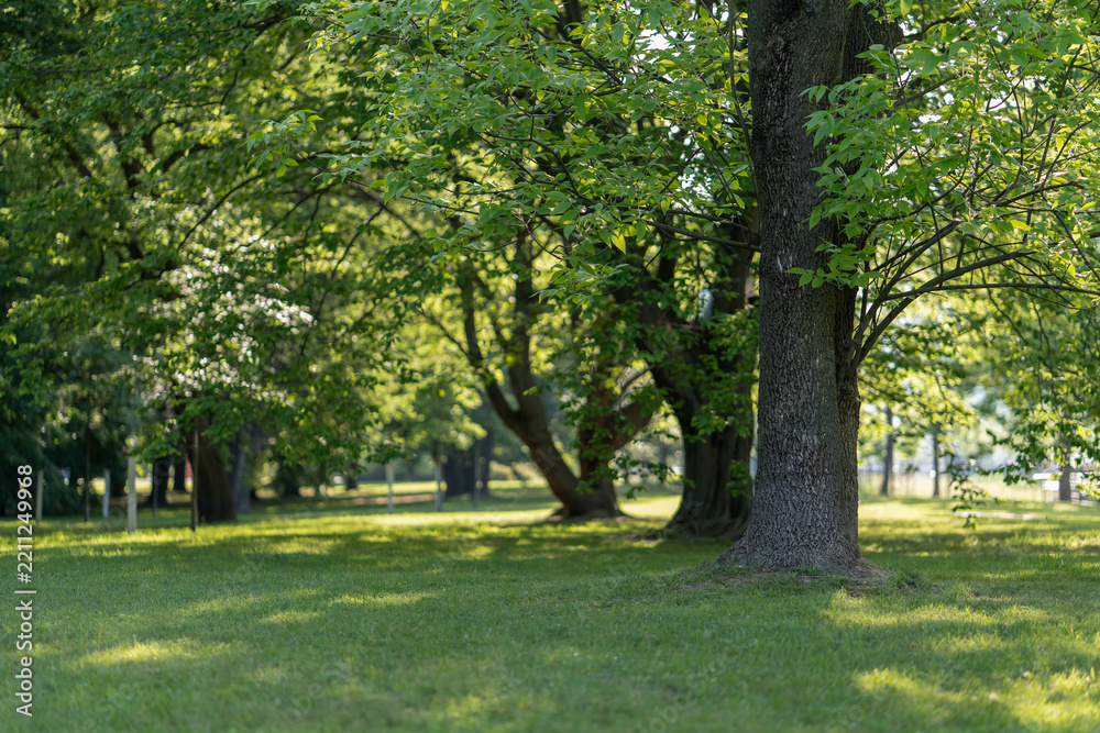 Fototapeta premium Large tree trunk stands on green grass lawn in public park during sunny summer day. Lush foliage trees in background provide natural ecology concept for environmental outdoor landscape.