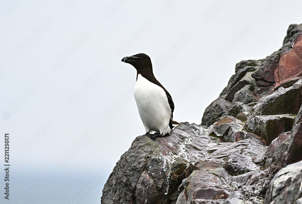 Fototapeta premium Pinguoin de Torda, Farne Island