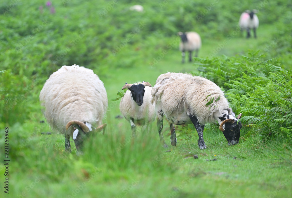 Obraz premium moutons écossais