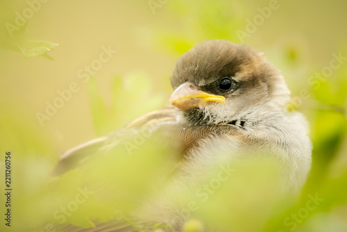 Tiny baby sparrow chick peeks through green foliage