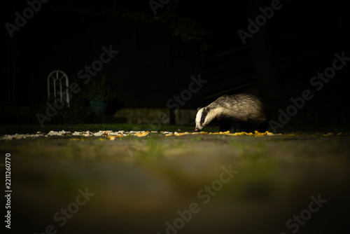 European badger foraging for food in a backyard at night