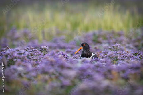 An oystercatcher rests among purple sea lavender in Germany