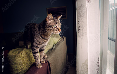 Tabby cat standing on backrest of couch looking through window