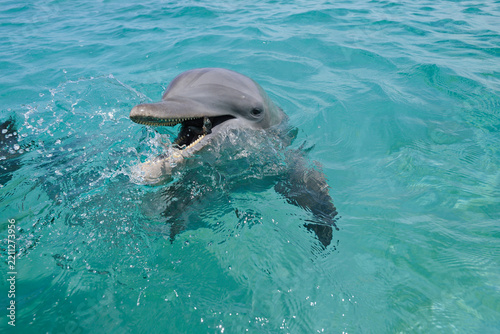 Latin America, Honduras, Bay Islands Department, Roatan, Caribbean Sea, View of bottlenose dolphin swimming in seawater surface