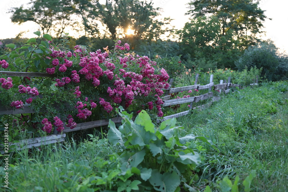 Fototapeta premium Blooming pink climbing roses growing on old rustic wooden fence in countryside garden during sunset, rural summer landscape with green grass and sun rays