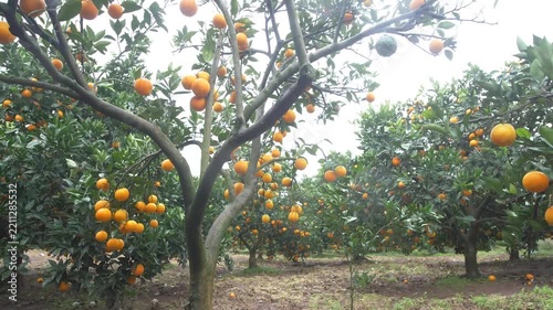 Orange trees laden with ripe fruit in a citrus orchard
