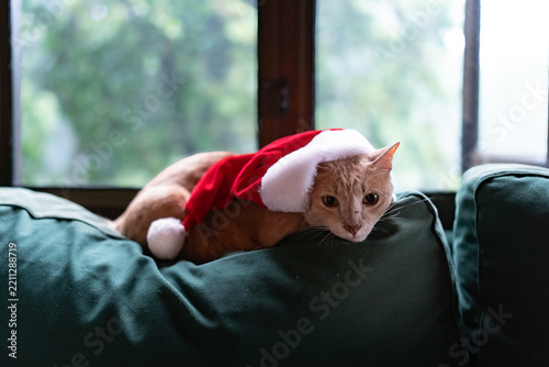 Ginger Cat Wearing Santa Hat Peeking Over Sofa