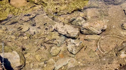 潮溜まりの熱帯魚が身近に見られる熱帯魚の家