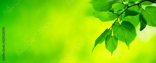 Panel kuchenny z motywem green leaves background in sunny day
