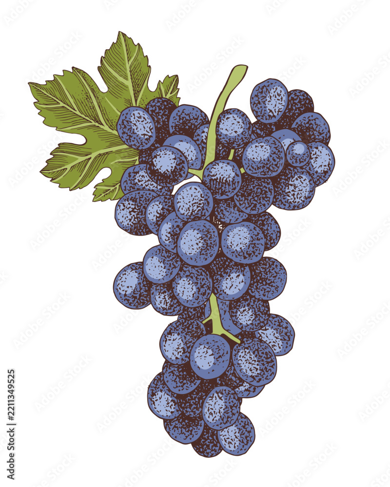 Obraz premium Blue grapes cluster with leaves hand sketched vector