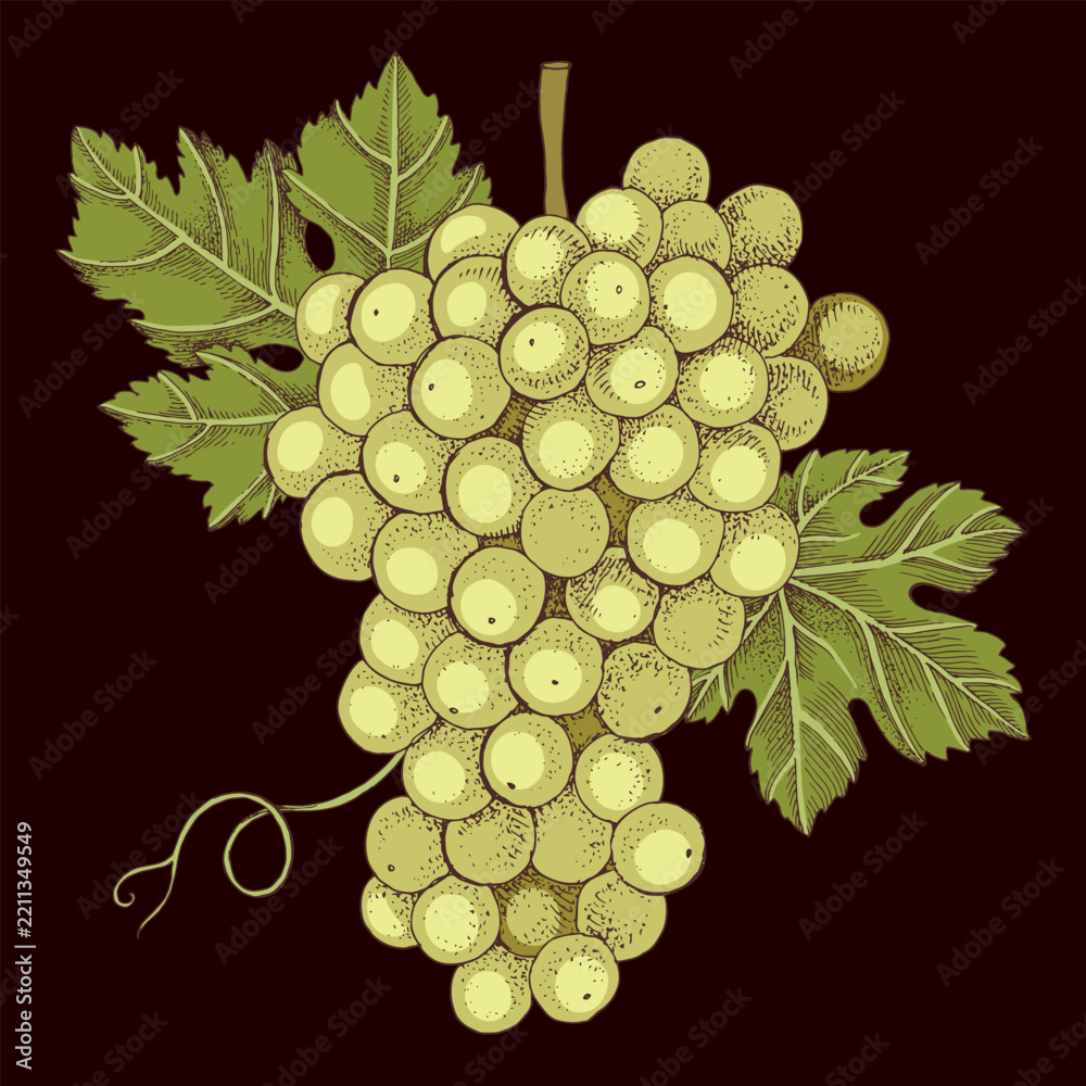 Obraz premium White grapes cluster with leaves hand sketched vector