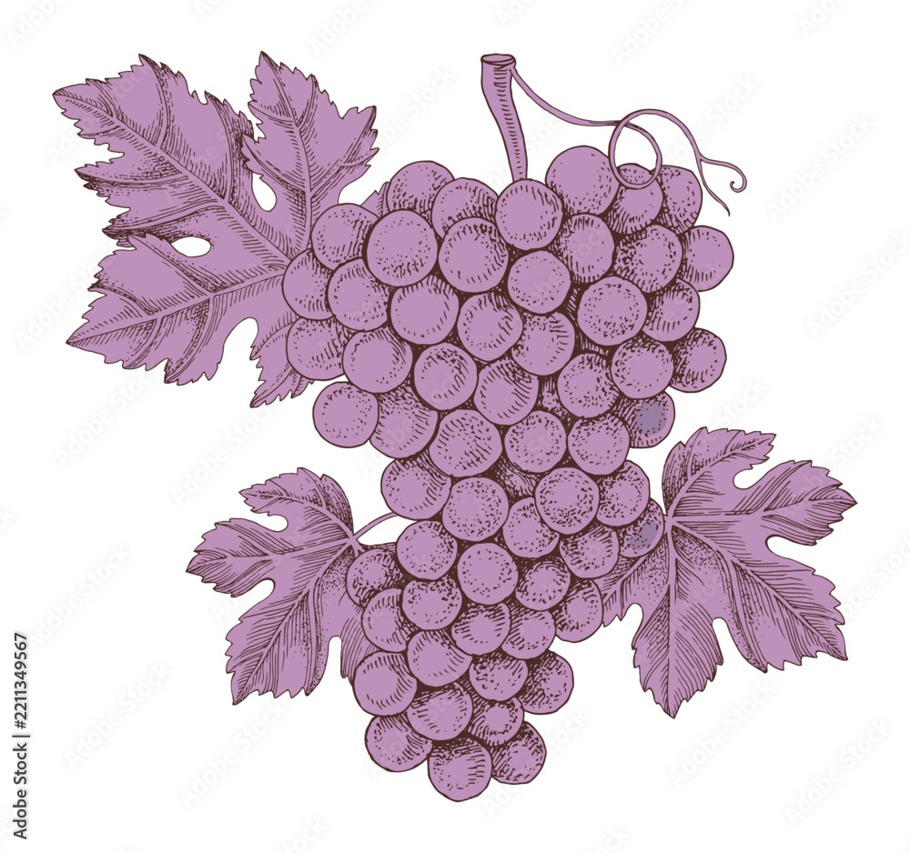 Obraz premium Pink grapes cluster with leaves hand sketched vector