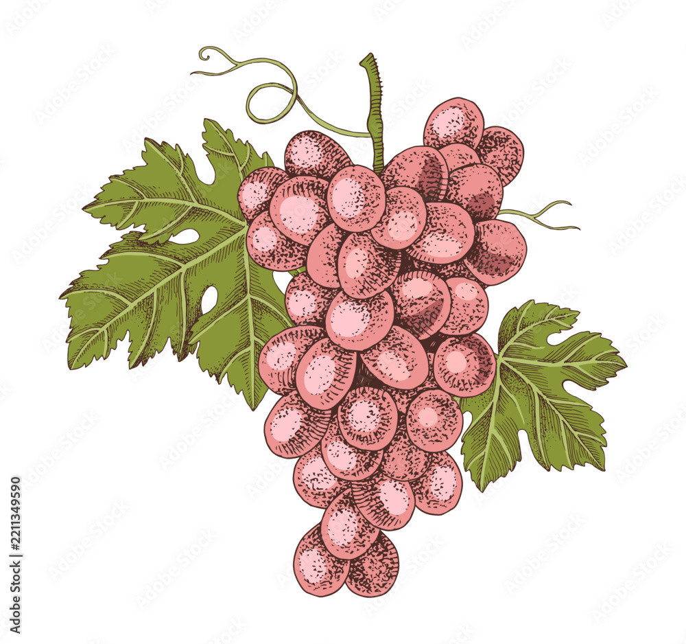 Obraz premium Pink grapes cluster with leaves hand sketched vector