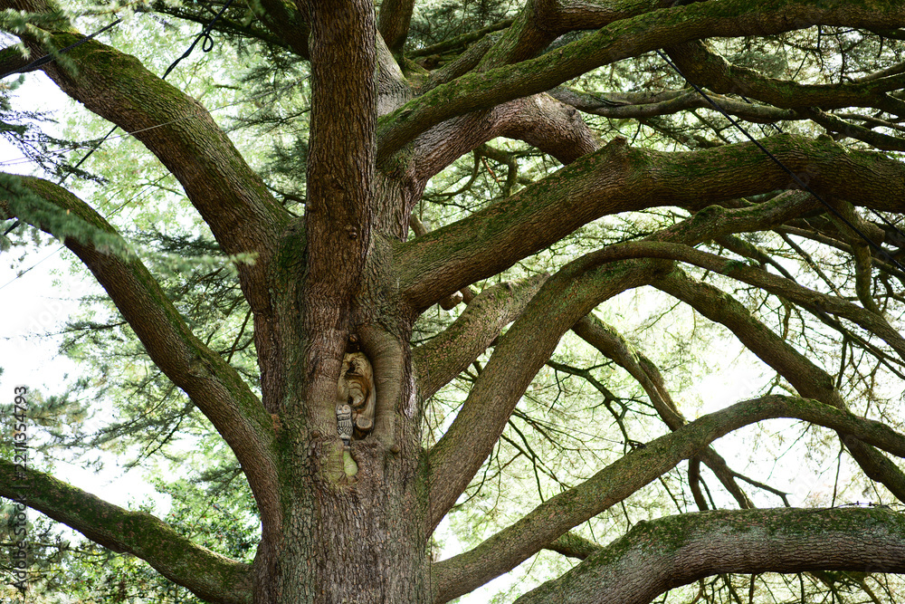 Fototapeta premium old oak tree