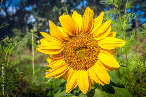 Close-up of a flowering sunflower plant. The sunflower is part of a field margin sown alongside a vegetable field, featuring various other flowering plants to promote biodiversity.