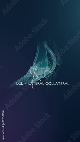 Vertical video: Fading in 3D knee joint model rotating in teal backdrop, highlighting LCL for study