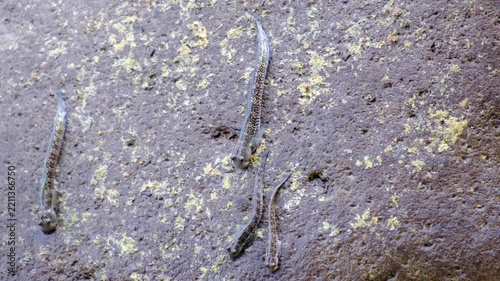 Group of rockskipper leaping blennies amphibious fish sucking to rocks in Pulau Weh, Aceh, Indonesia
