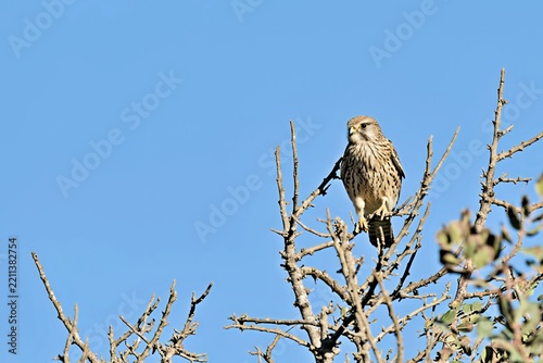 Common Kestrel (Falco tinnunculus), Greece