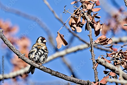 European Goldfinch (Carduelis carduelis), Greece
