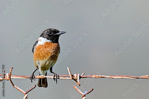 A male Common Stonechat (Saxicola rubicola), Crete 