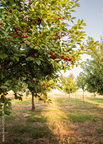 Red sour cherries growing on a cherry tree.