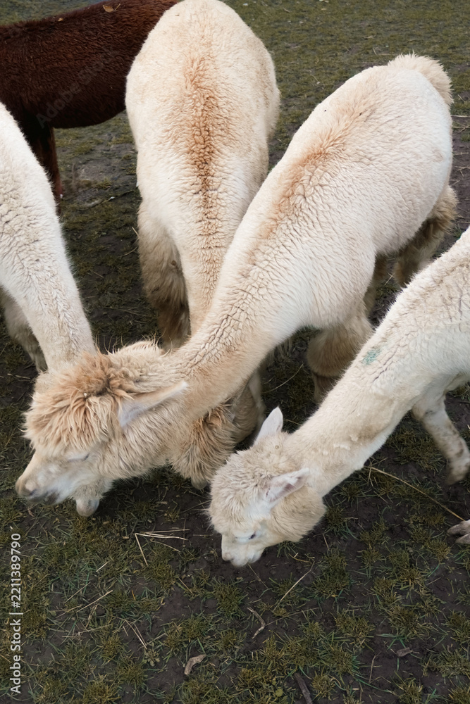 Obraz premium Group of white alpacas grazing on grass with long necks bent to the ground, top view
