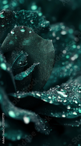 Close-Up of a Dark Green Rose with Dewdrops