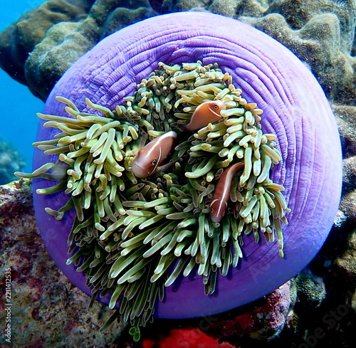 Obraz na plátně Philippines sea life