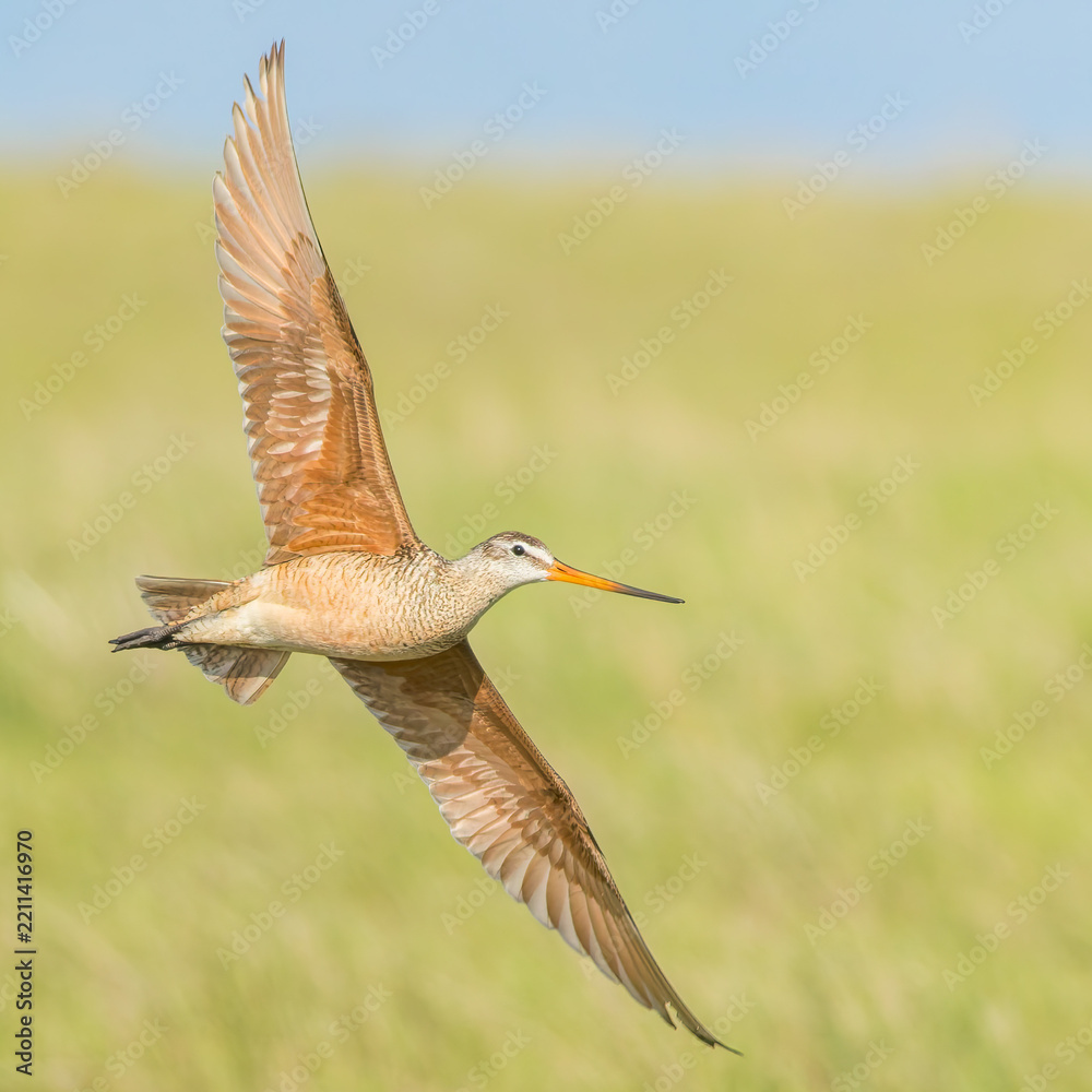 Obraz premium A Marbled-godwit flies low over a grassland.