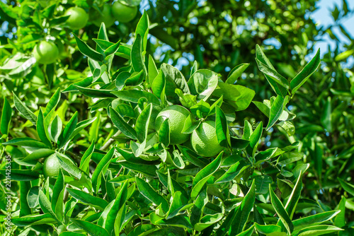 green oranges on branches of tree among the leaves