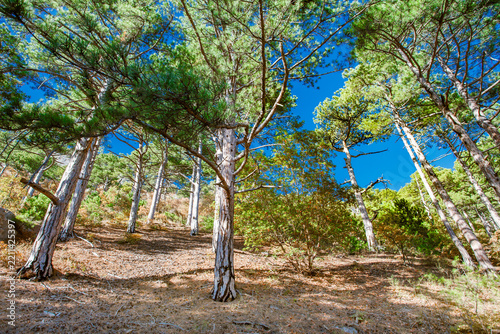 coniferous trees on the mountainside