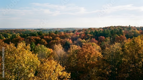 Panoramic view of a lush forest landscape during the beautiful golden hour of a crisp autumn afternoon