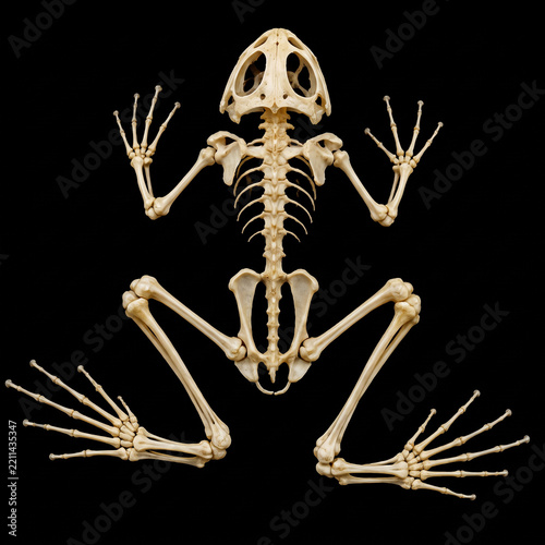 Naklejka Complete Frog Skeleton