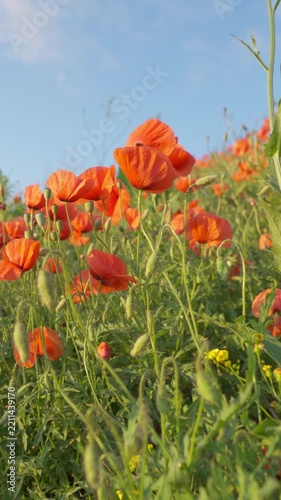 Close-up of red poppy flowers blooming in a green meadow on a sunny day. Nature, spring, summer, wildflowers and peaceful countryside concepts. Vertical video.