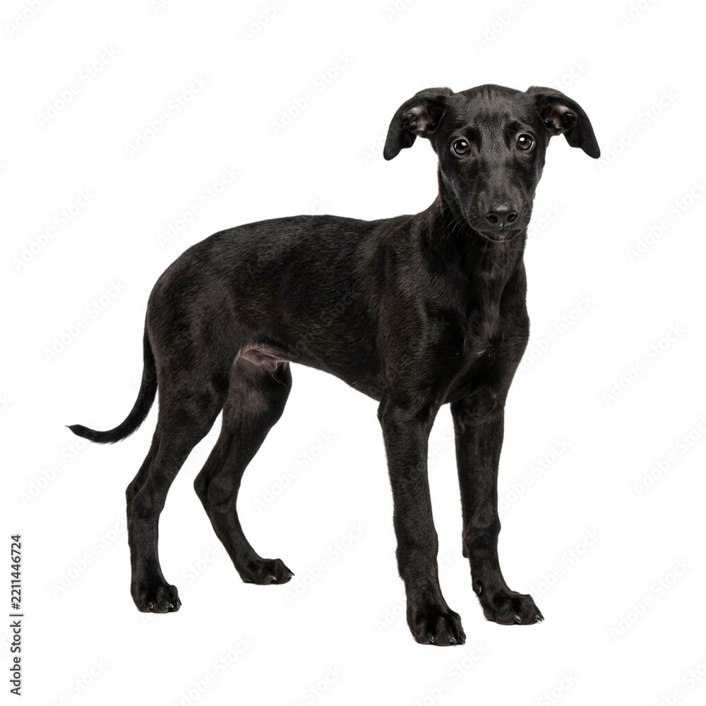 Fototapeta premium Young black sighthound puppy standing isolated looking curious full body profile.