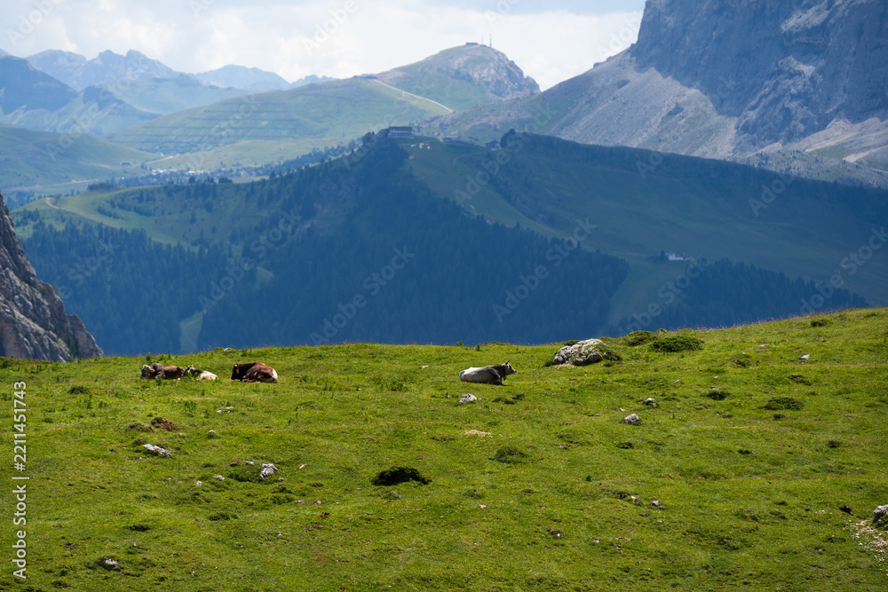 Obraz premium View of beautiful landscape in the Alps with fresh green meadows and mountain tops in the background on a sunny day with blue sky and clouds in summertime. Alpe di Cisles, Seceda Ridgeline, Dolomiti ,