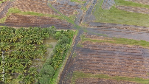 High Angle Landscape of Beautiful Organic Coconut Crop and Farming Field